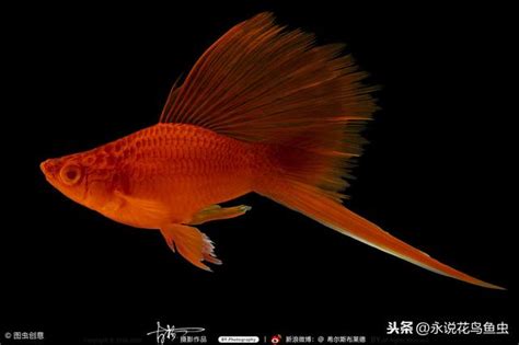 羅漢魚水溫|羅漢魚溫度多少度合適，如何控制水溫精選